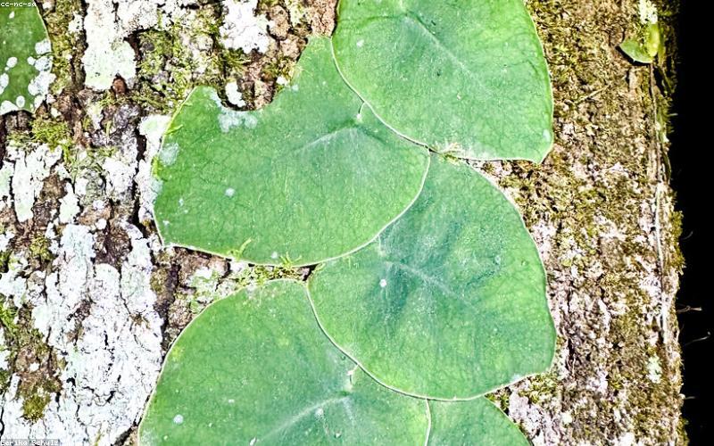 Cây Monstera Deliciosa tại văn phòng