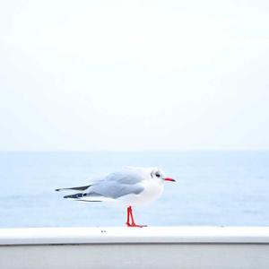 Bảo vệ Camera Sapphire