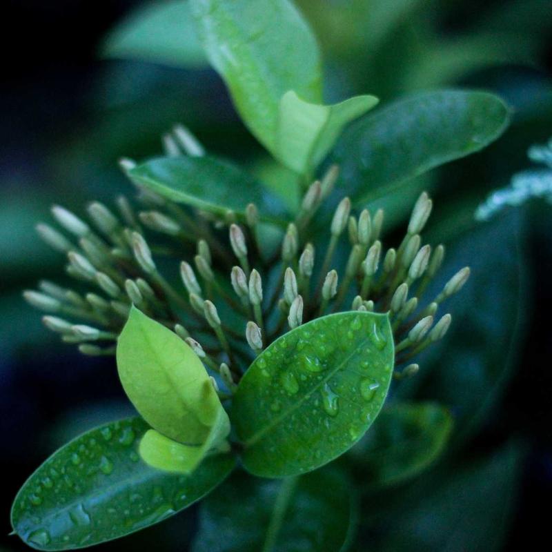 Moonlight Blossom Concept