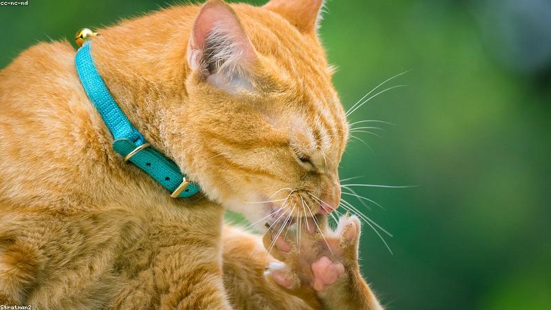 Kiểm tra sức khỏe thú cưng trong quá trình làm spa