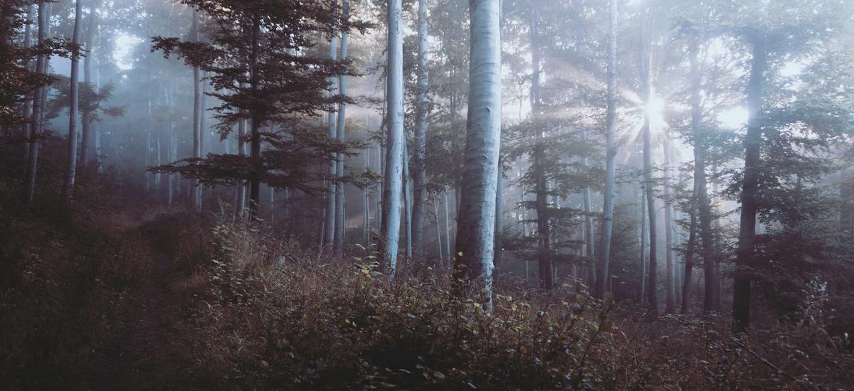 Biểu đồ phục hồi chỉ số niềm tin