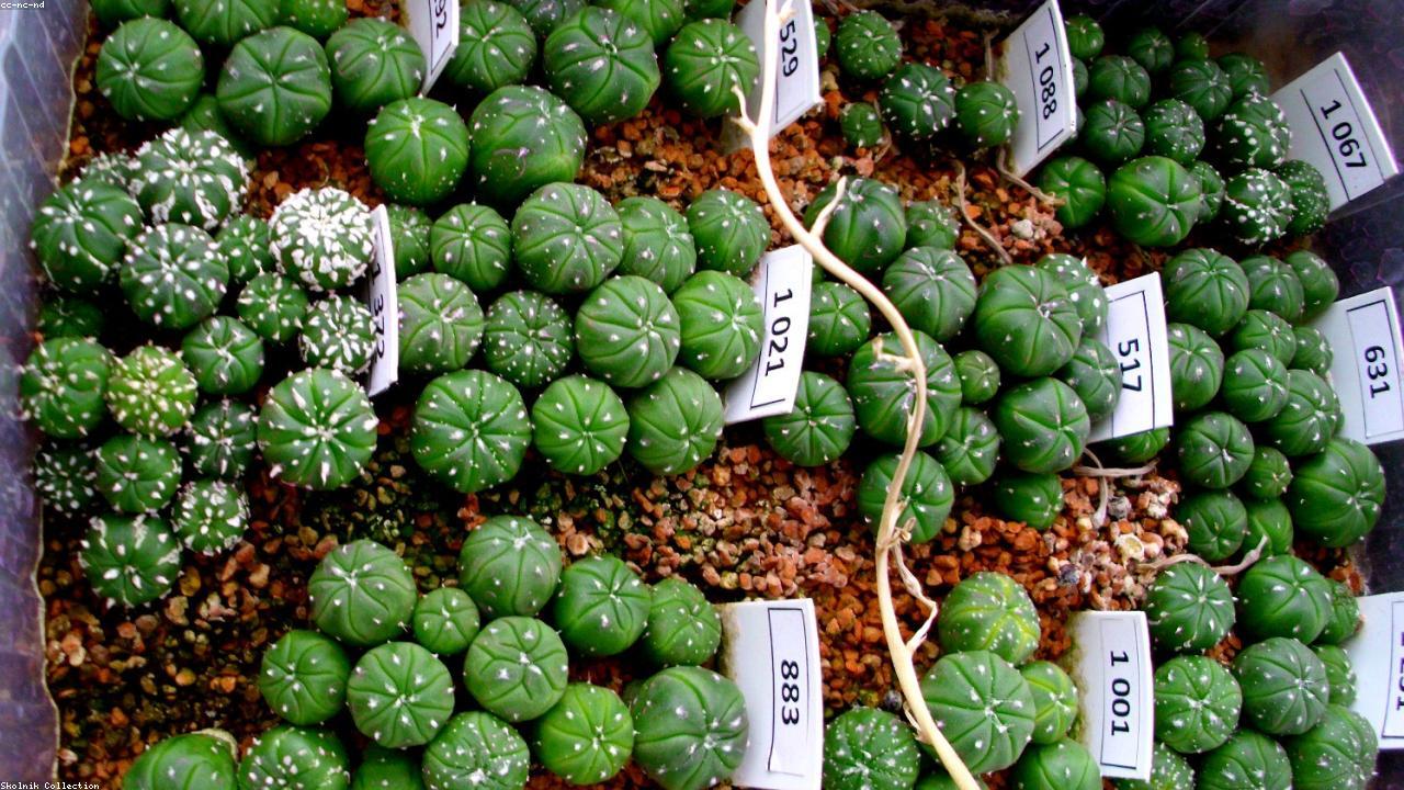 Sương Mai Collection