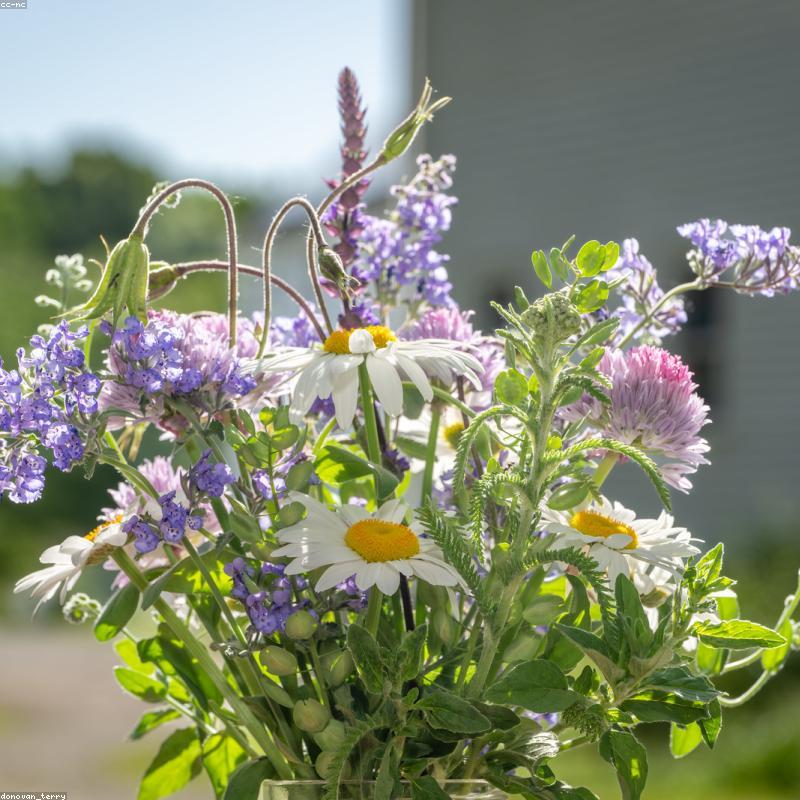Sunset Glow - Bó Hoa Tone Cam Warm