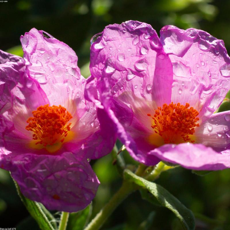 Vitamin D3 + K2 MK7 Sunday Natural