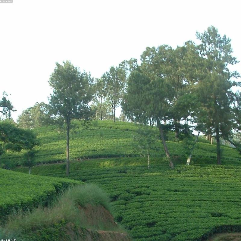 Hồng Trà Shan Tuyết Cổ Thụ