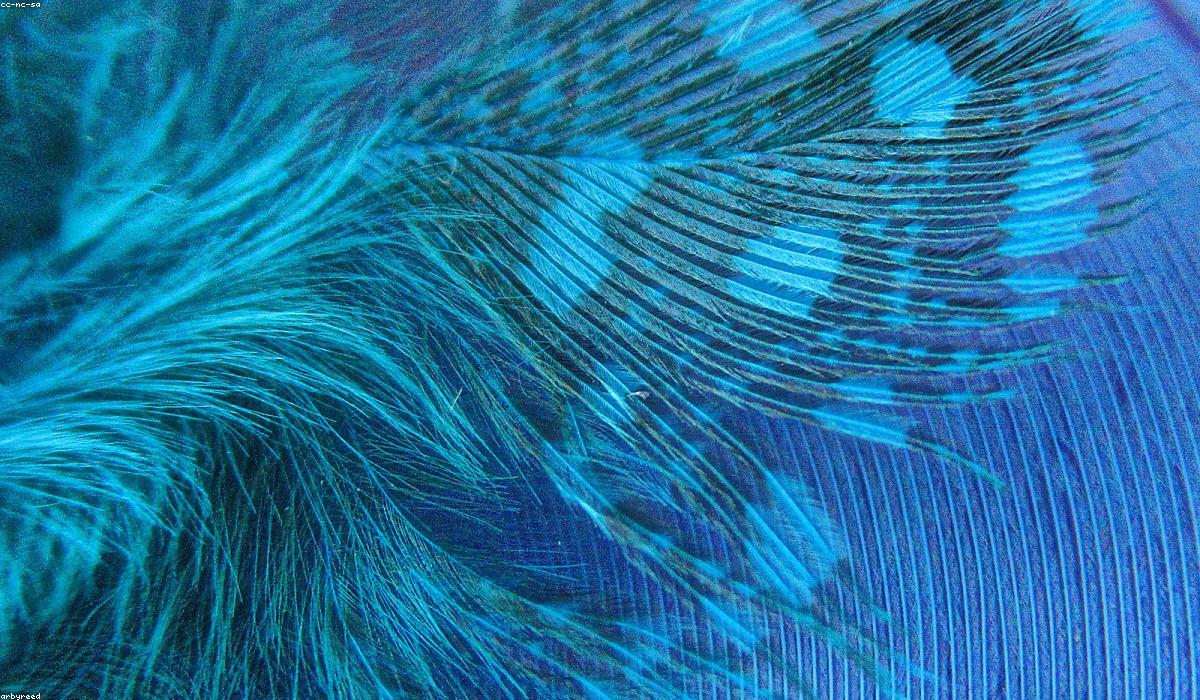 Chi tiết trang sức và phụ kiện