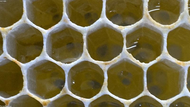 Sản phẩm mật ong rừng WildHoney Farm