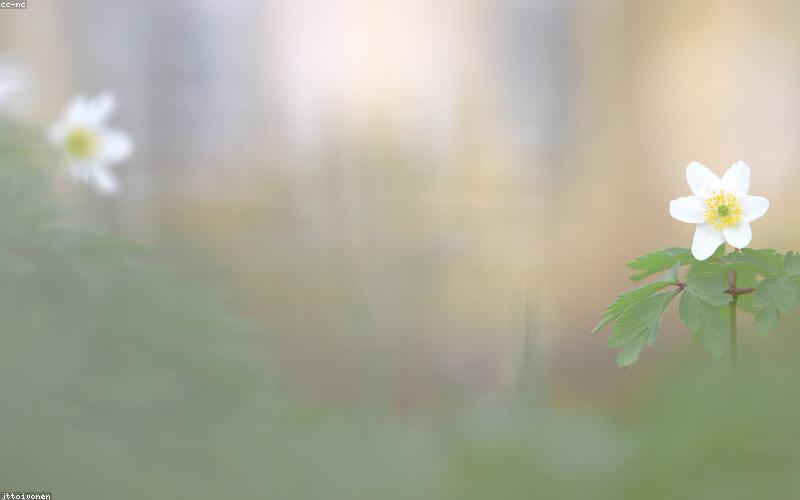 Kỹ thuật lấy nét chi tiết trong chụp ảnh macro