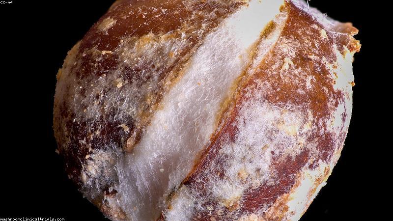 Thực phẩm chức năng xu hướng 2024