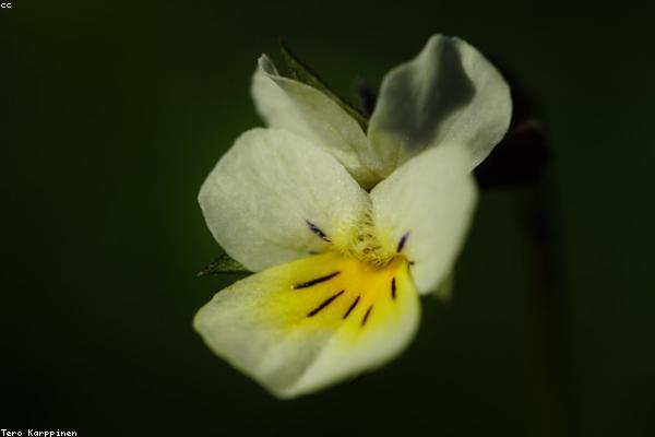 Cận cảnh thêu tay