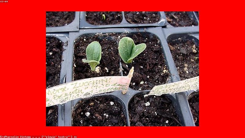 Đất trồng và dinh dưỡng cho cây