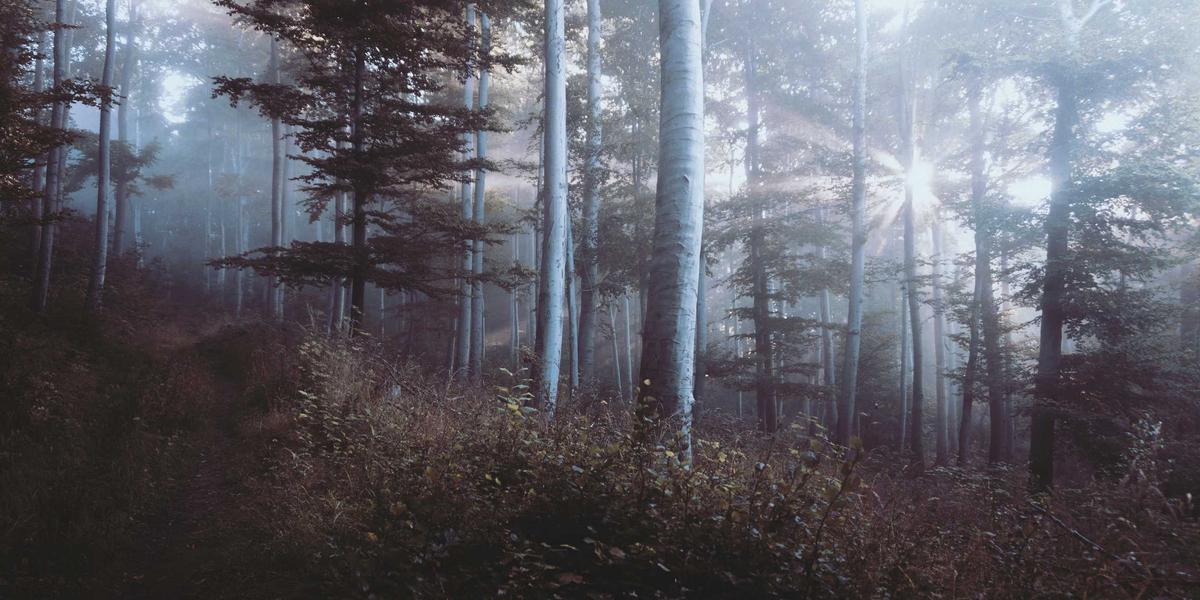 Professional Consultation