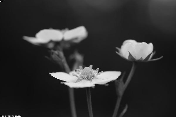 Naturehike NH19Y002-D detail