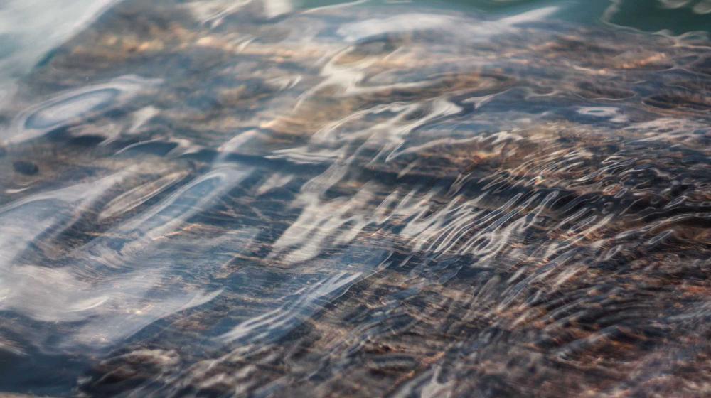 Mô hình AI trong y học biểu gen