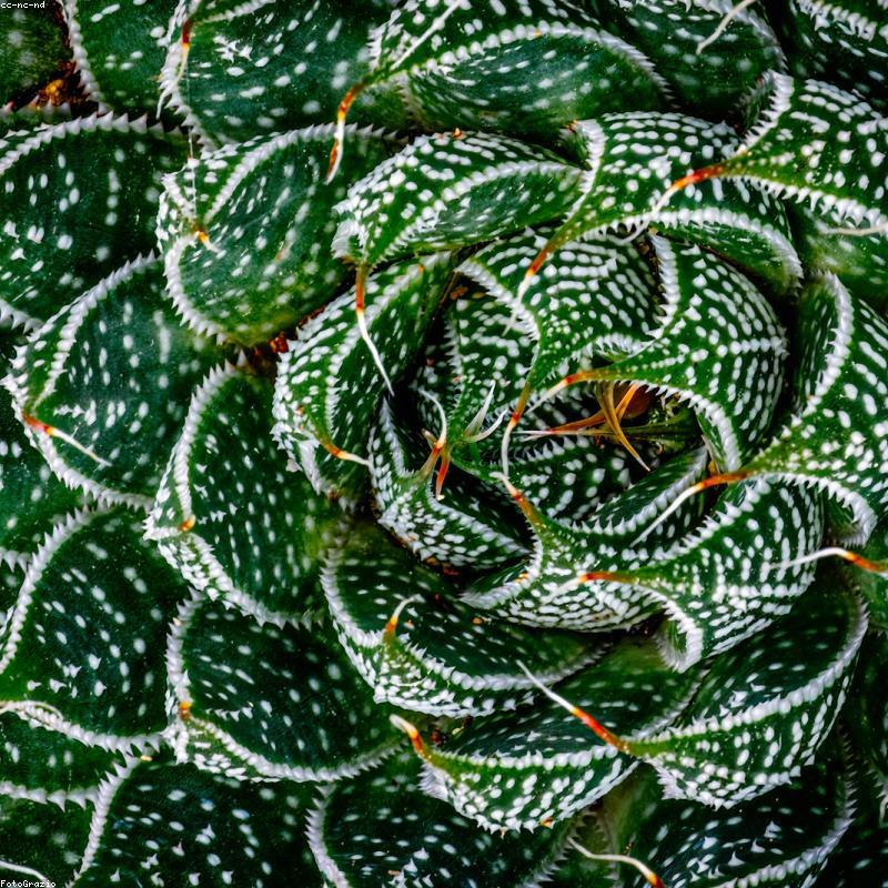 Combo 5 Sen Đá Mix Màu May Mắn