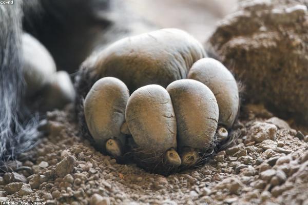 Premium Orchid Selection