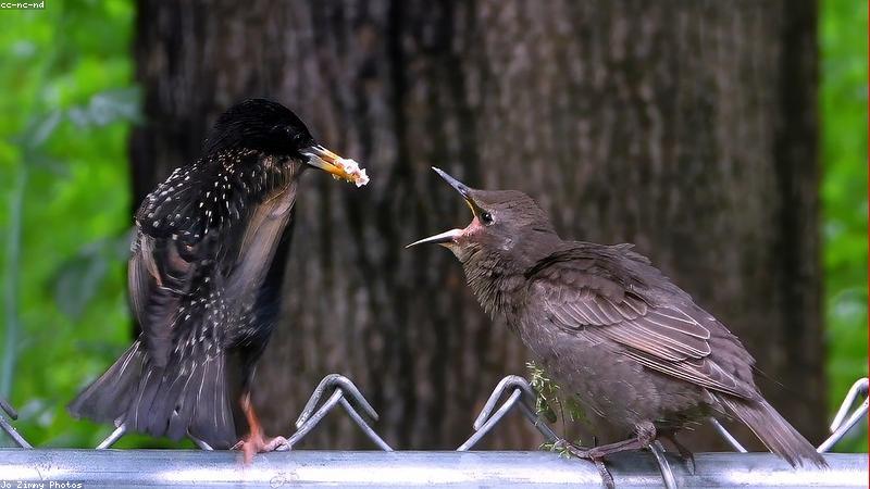 Máy pha sữa thông minh