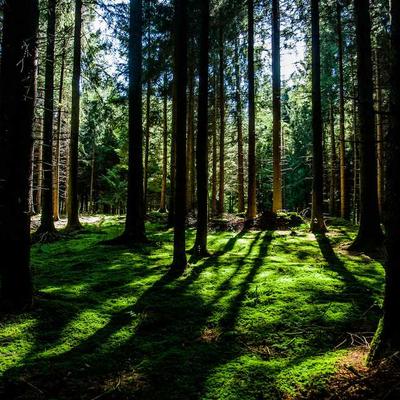 Giường ngủ 2026