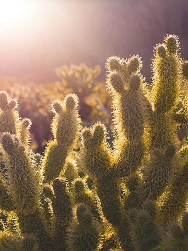 Nghệ thuật đan tre thủ công