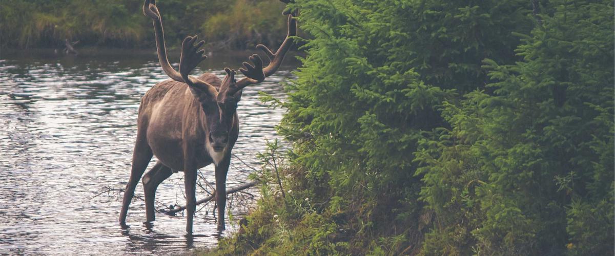Tiện nghi thám hiểm