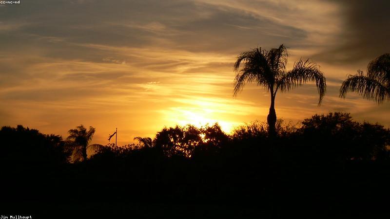 Cây Cau Tiểu Trâm xanh mát