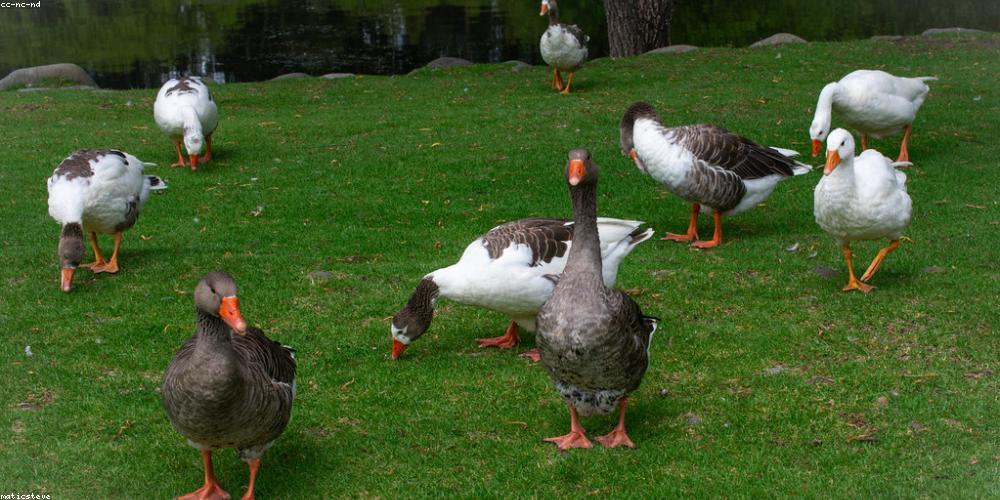 Luxury Website BrandBoost