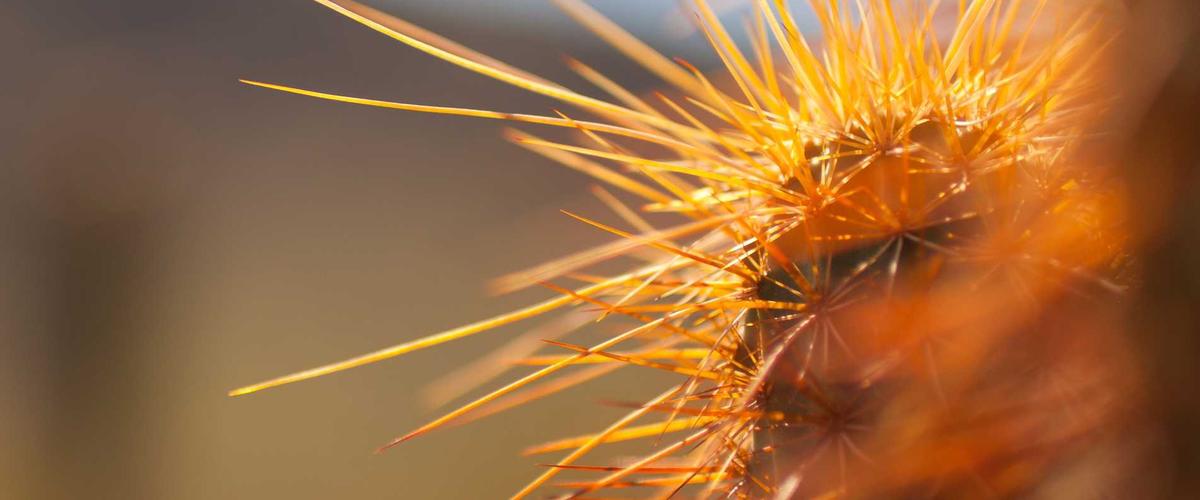 Giao diện Deepfake Sentinel 2026