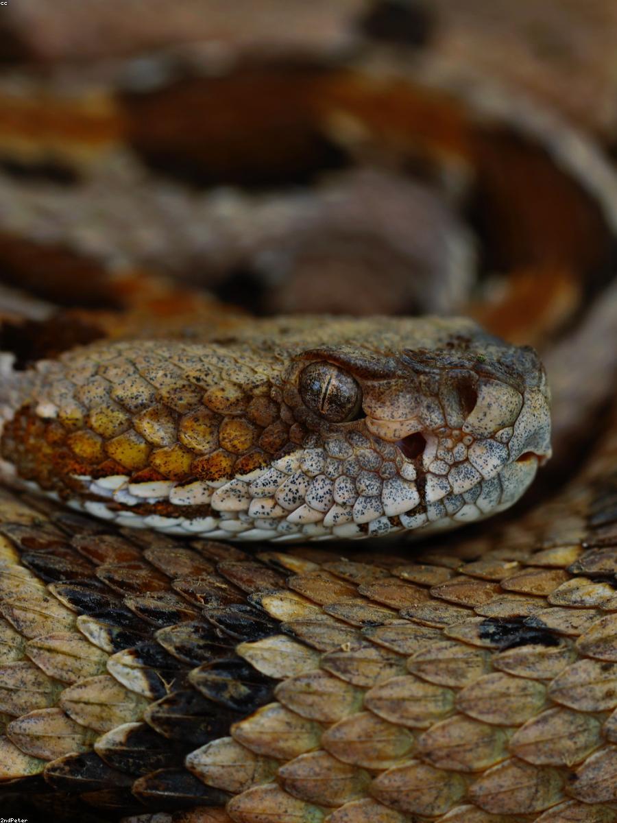 Cận cảnh đôi mắt cô dâu