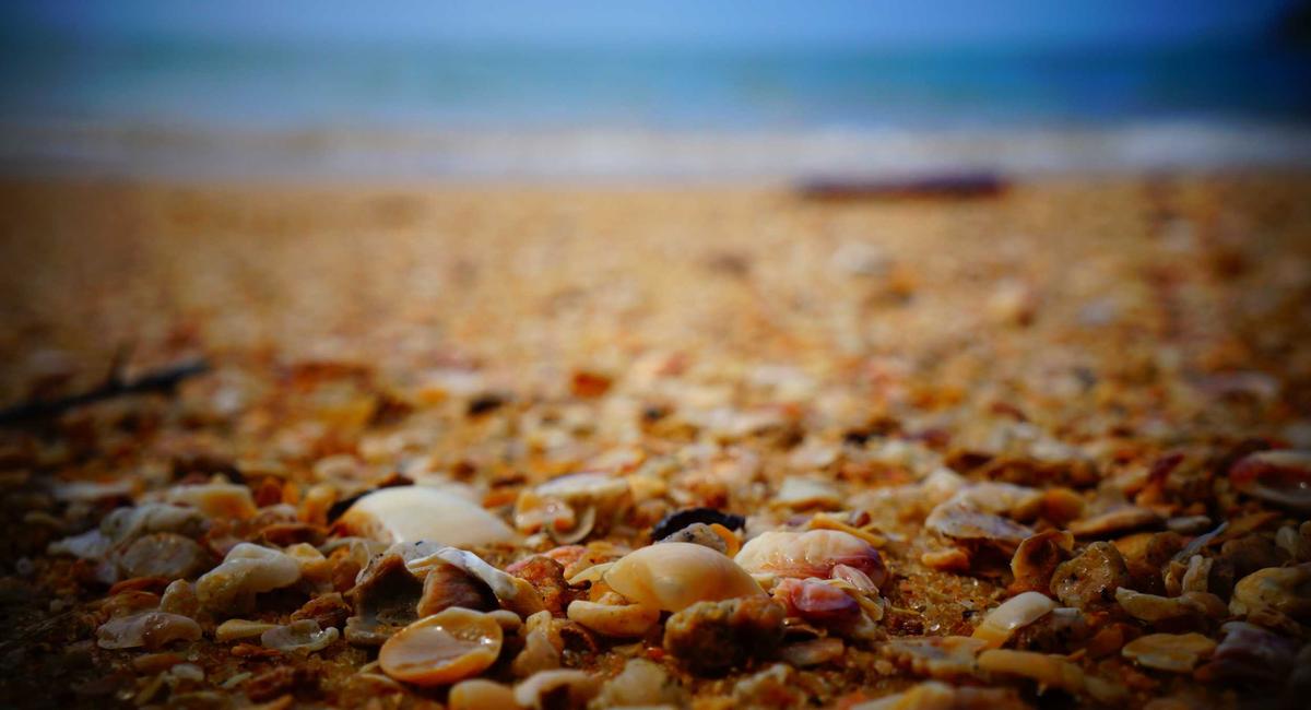 Bonsai lơ lửng 2026