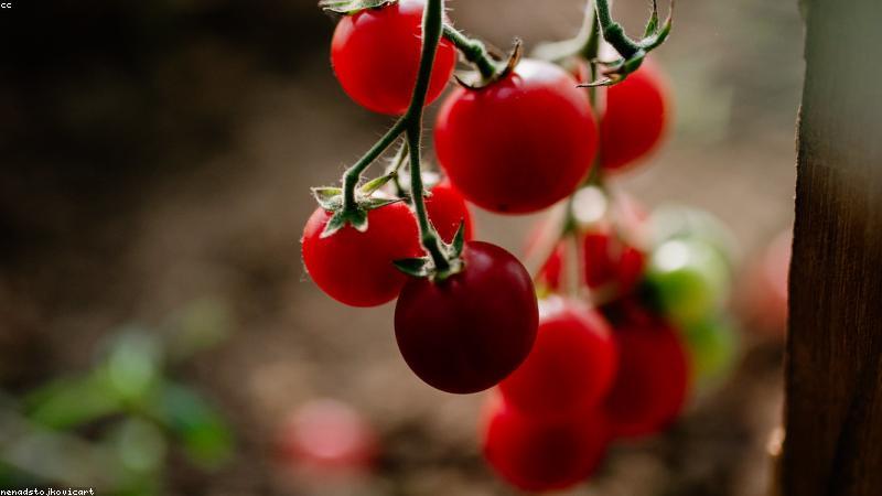 Đất trồng hữu cơ giàu dinh dưỡng