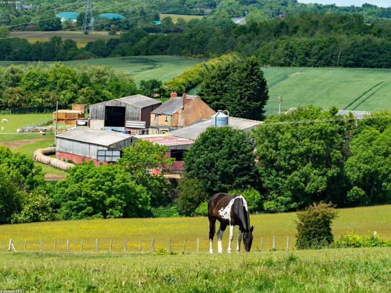 Hệ sinh thái rừng vườn