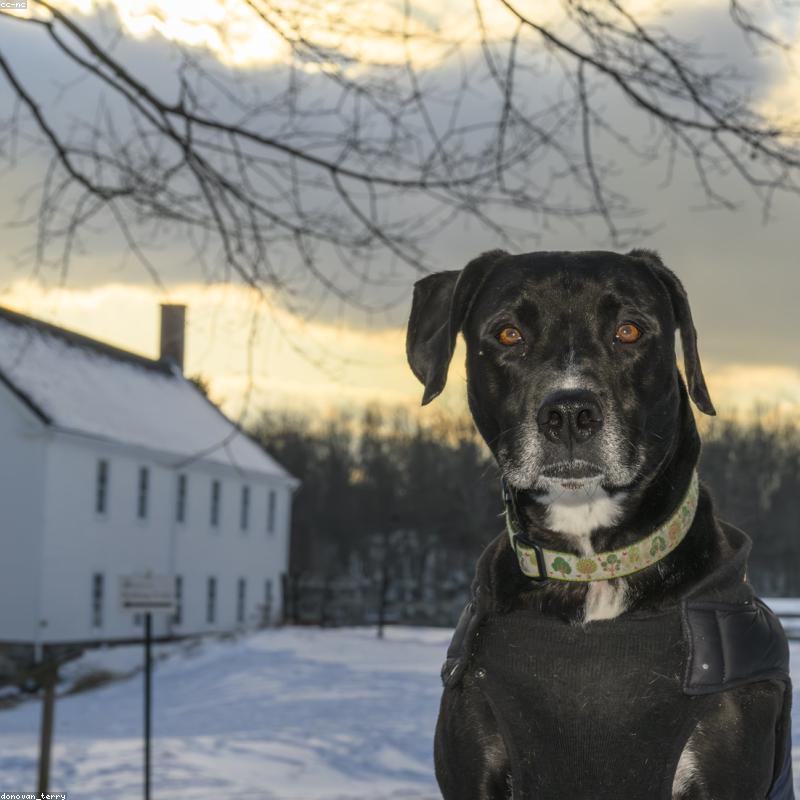 Dao cắt Xì gà Xikar Xi2 Carbon