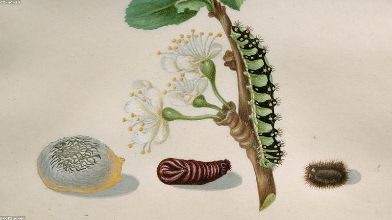 Màu Gouache chuyên nghiệp