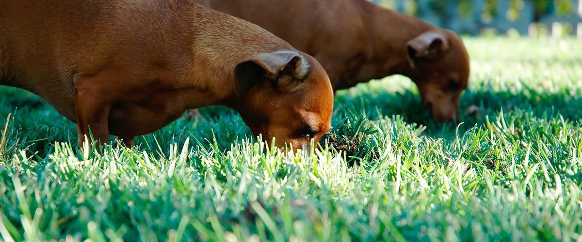 Luxury Website Layout