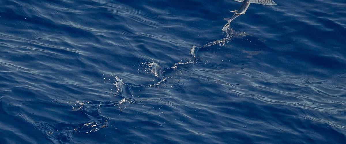 Cấu trúc tinh vi của AI