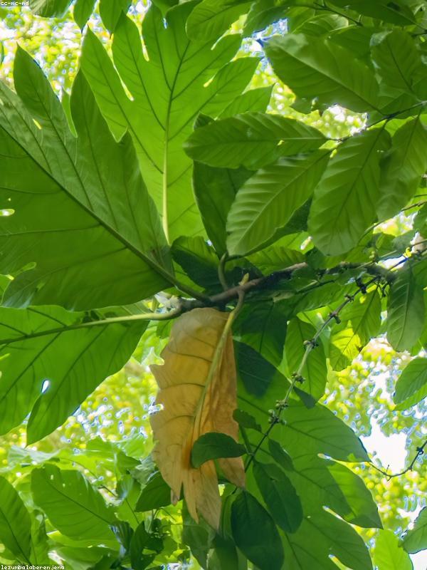 Hương Gourmand Cao Cấp