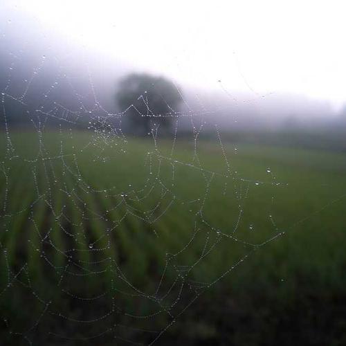 React Native Development