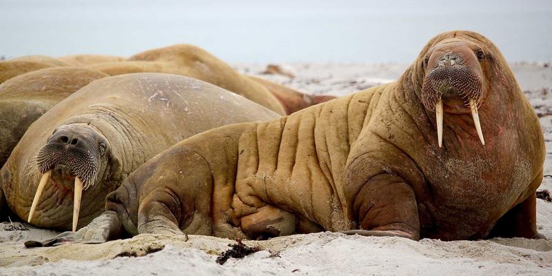 WCS 2026 Vietnam Round