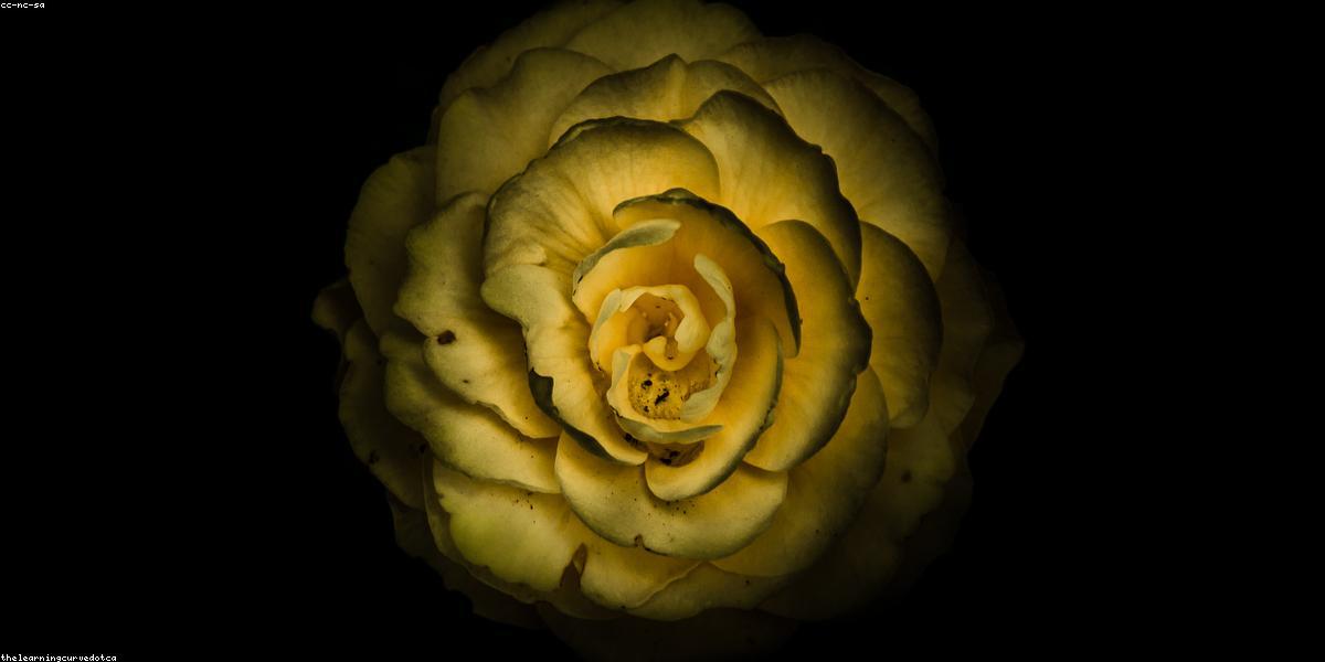 Vi chất thực vật