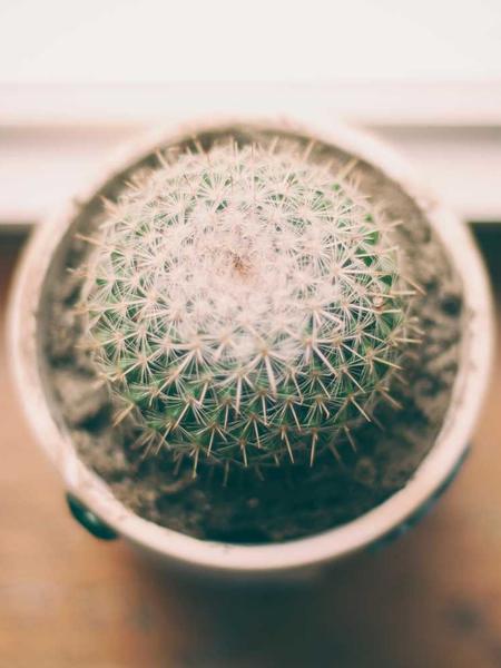 Apothecary Shoemaking Concept