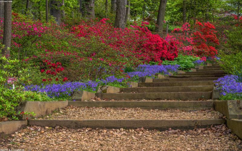 Khai thác mật ong rừng bền vững