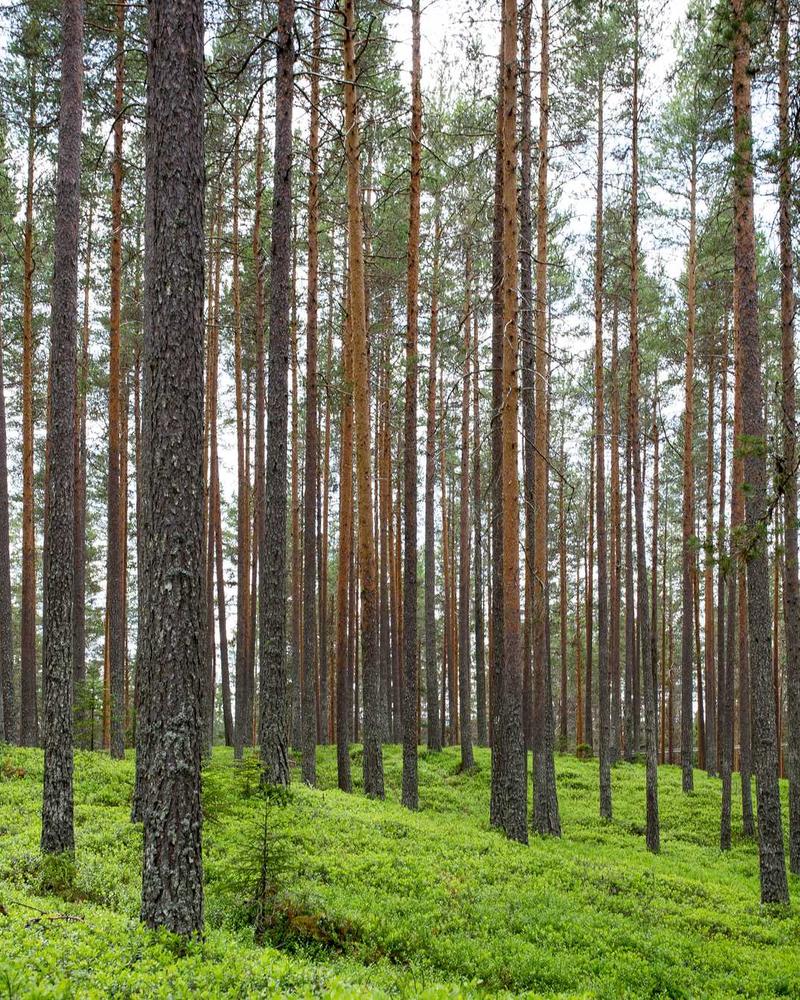 HLV Polo Professional