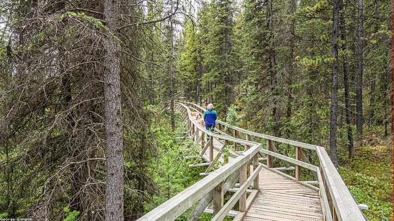 Mật ong rừng nguyên chất trong tự nhiên