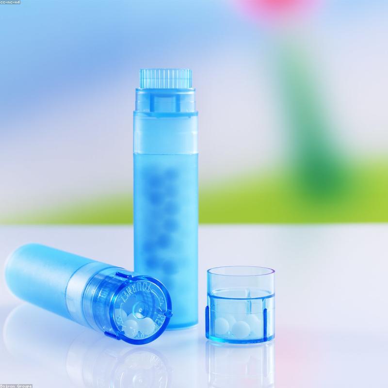 Phấn Hoa Rừng Cao Nguyên