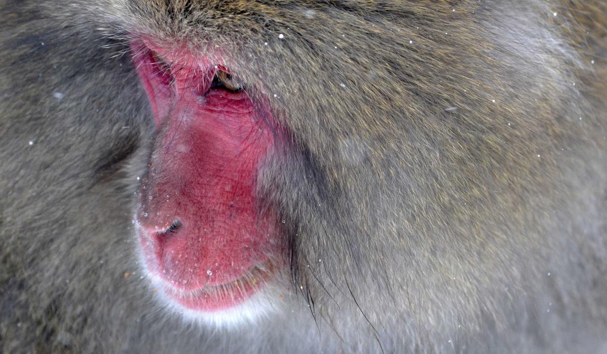 Không gian làm việc Hologram 2026