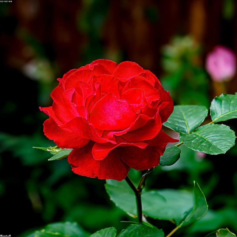 Tranh Trừu Tượng "Vũ Điệu Ánh Sáng"