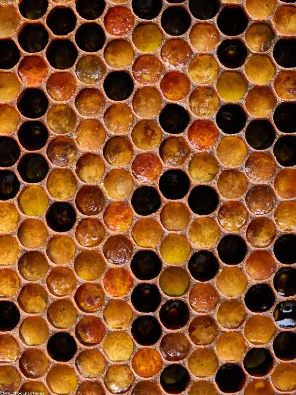 Honeycomb