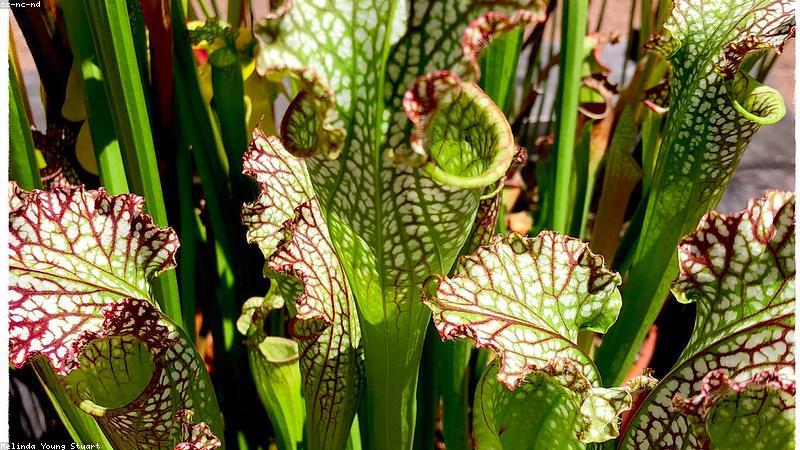 Sự đa dạng của Protein thực vật tại FitFuel Store