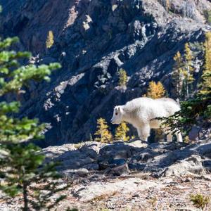 Cô Nga Toán Logic Avatar Character