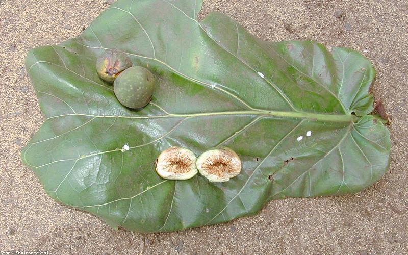 Cây Bàng Singapore trong không gian tối giản